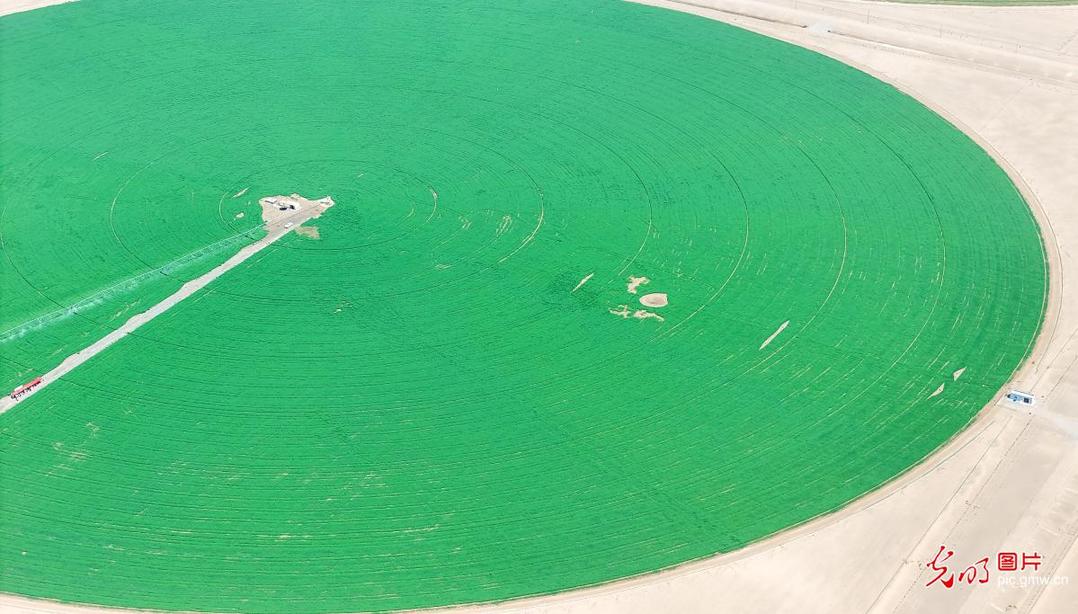 Alfalfa plantations boost incomes in NW China's Xinjiang