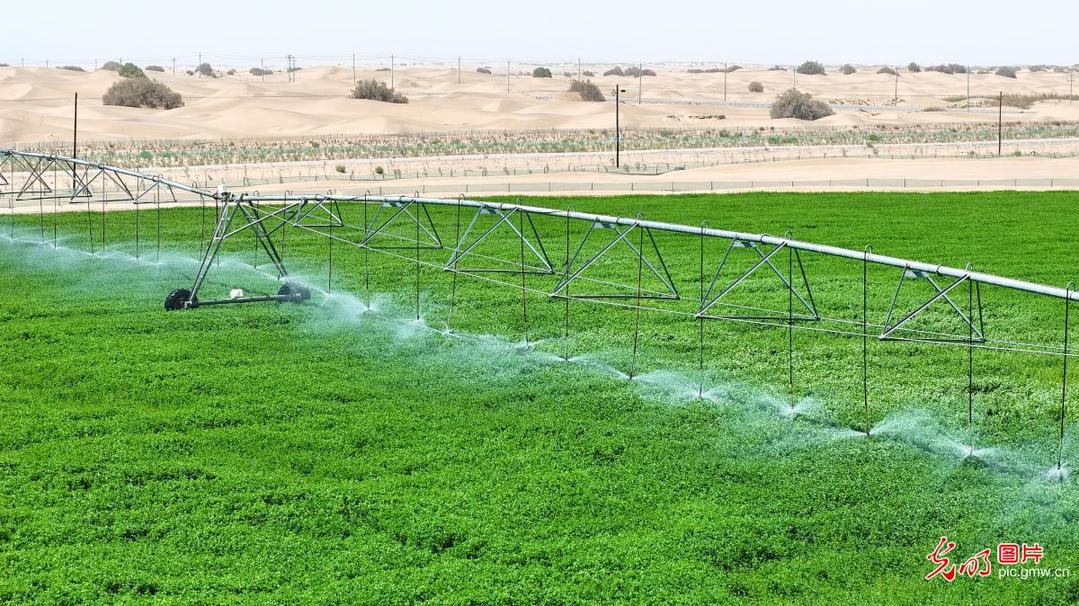 Alfalfa plantations boost incomes in NW China's Xinjiang