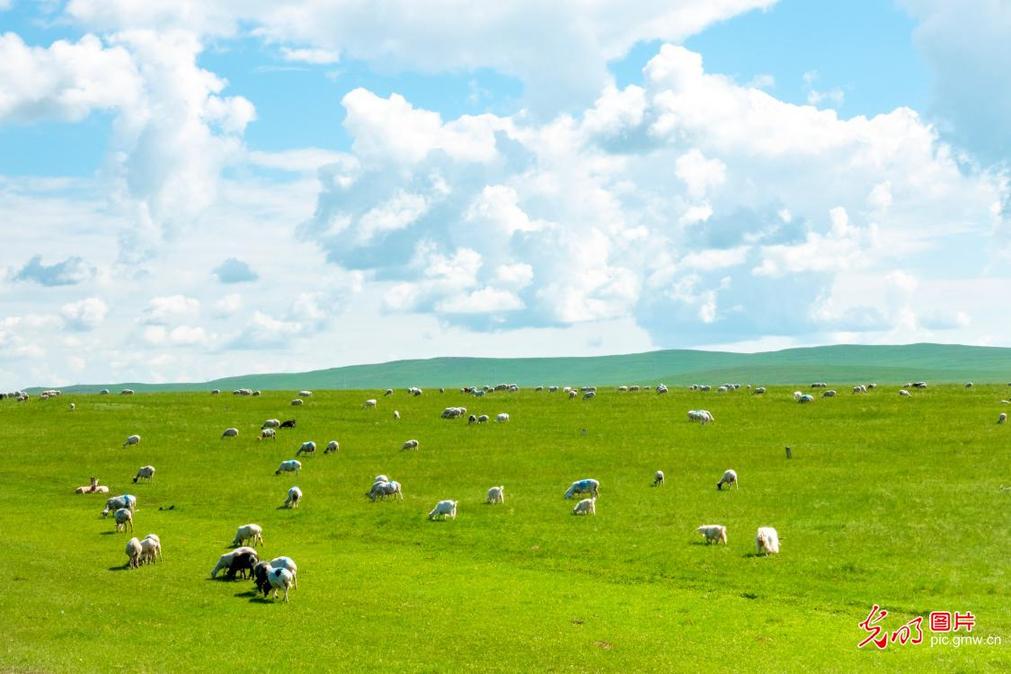 Picturesque Hulunbuir Grassland in midsummer Picturesque Hulunbuir Grassland in midsummer