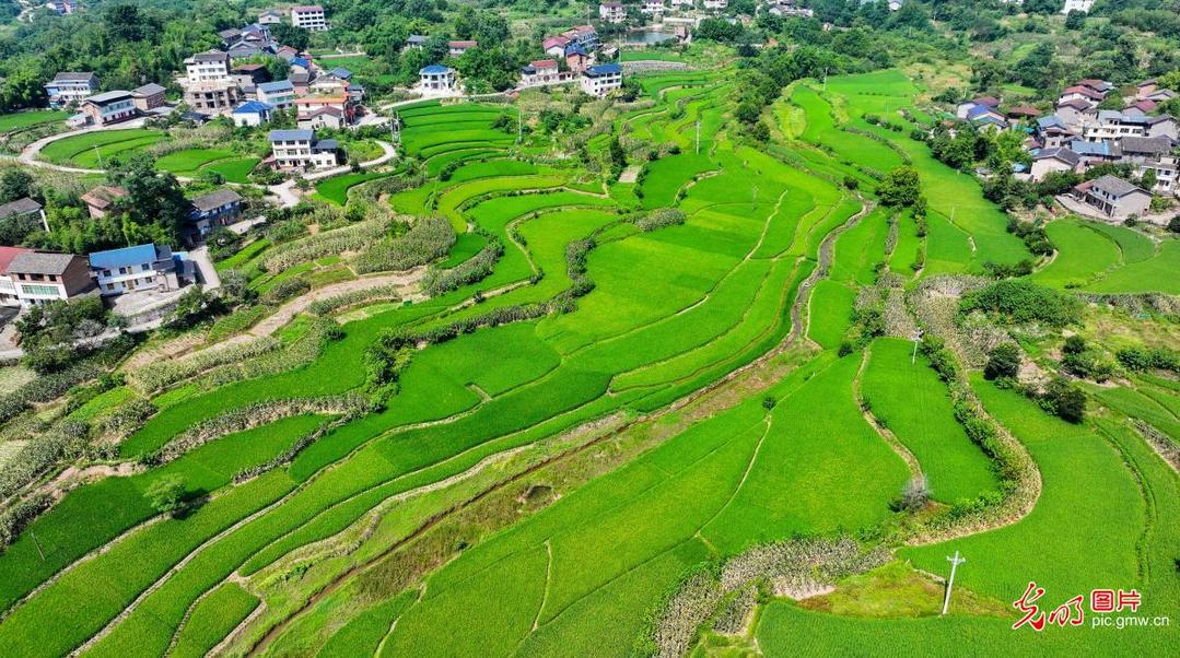 Rice terraces signal promising harvest in SW China's Chongqing Rice terraces signal promising harvest in SW China's Chongqing