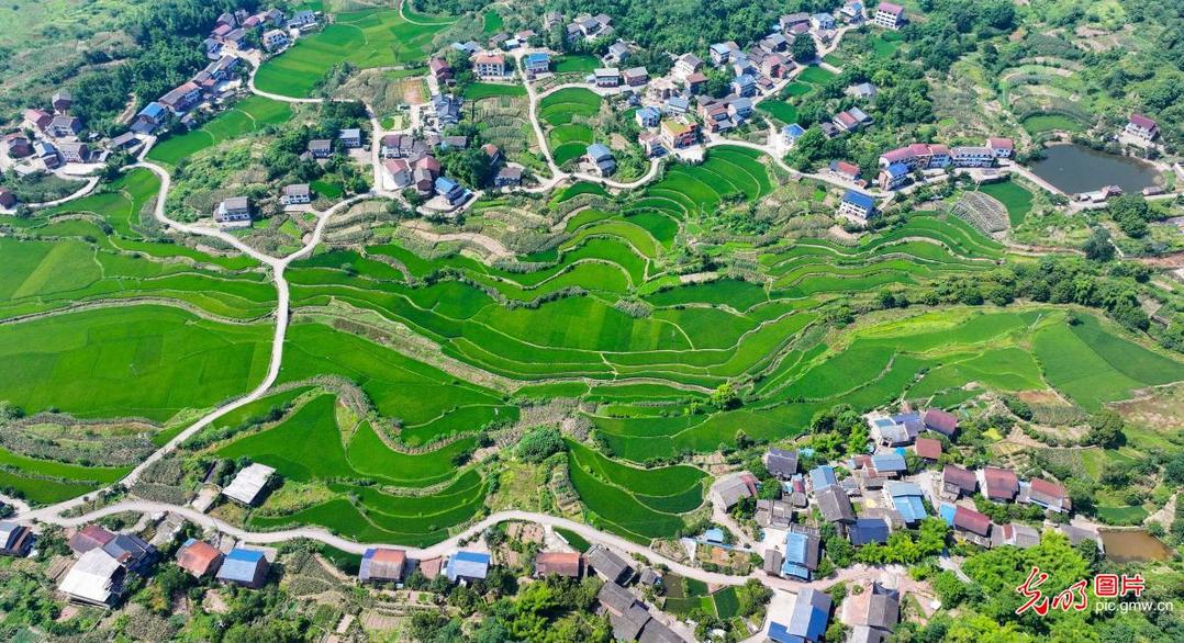 Rice terraces signal promising harvest in SW China's Chongqing Rice terraces signal promising harvest in SW China's Chongqing