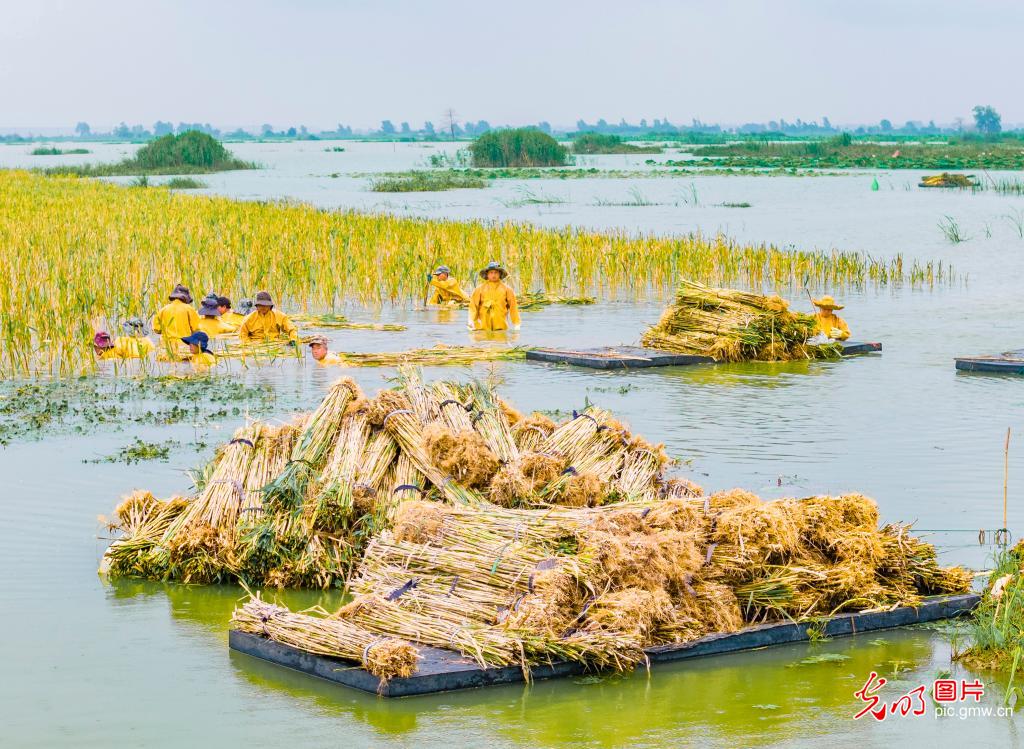 Wetland restoration continues at Hongze Lake in E China's Jiangsu Wetland restoration continues at Hongze Lake in E China's Jiangsu