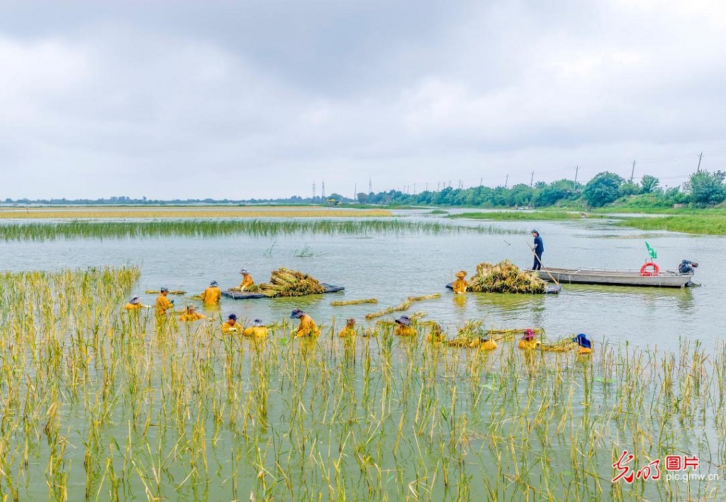 Wetland restoration continues at Hongze Lake in E China's Jiangsu Wetland restoration continues at Hongze Lake in E China's Jiangsu