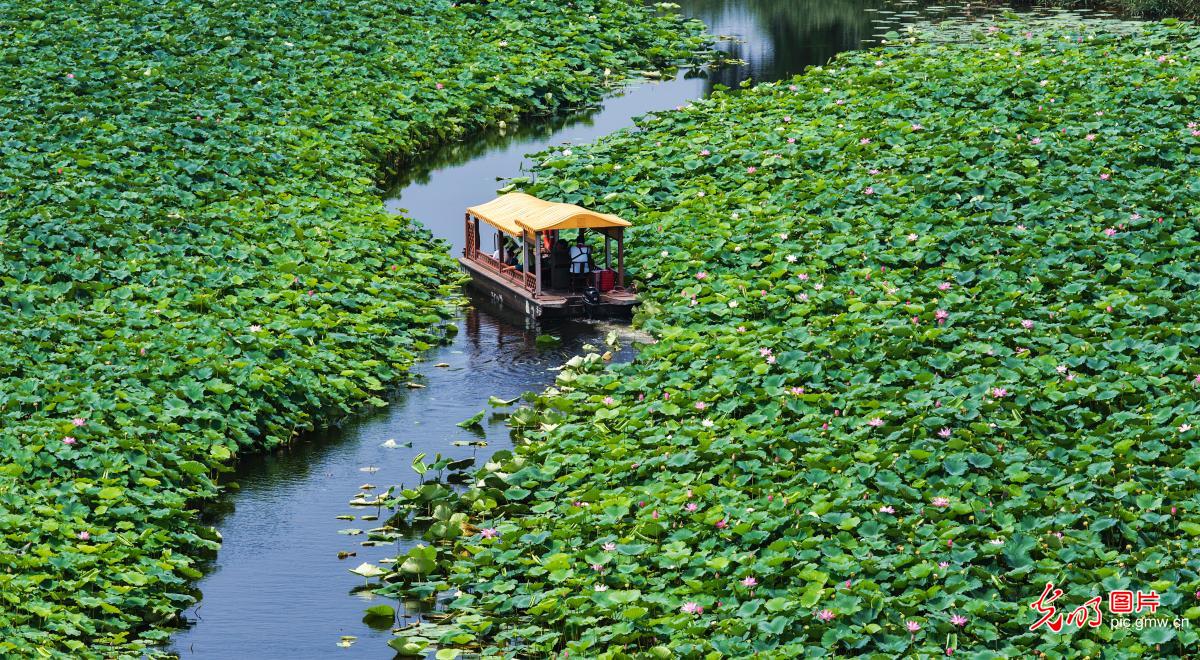 Lotus flowers bloom at Weishan Lake Wetland Park in E China's Shandong Lotus flowers bloom at Weishan Lake Wetland Park in E China's Shandong