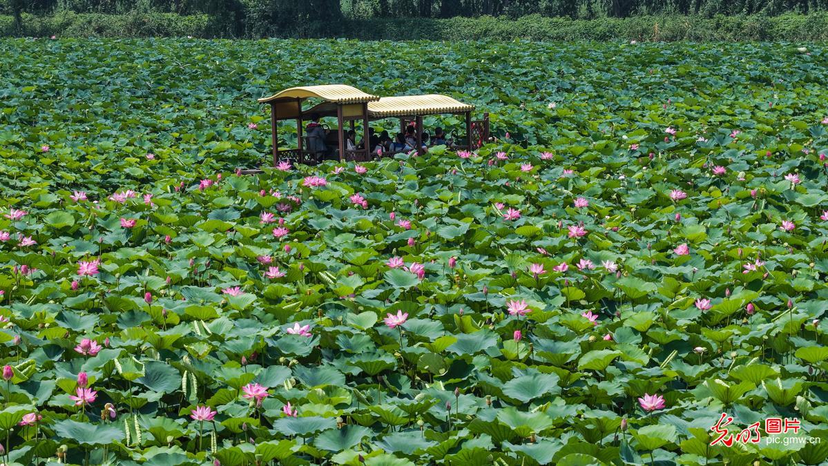 Lotus flowers bloom at Weishan Lake Wetland Park in E China's Shandong Lotus flowers bloom at Weishan Lake Wetland Park in E China's Shandong