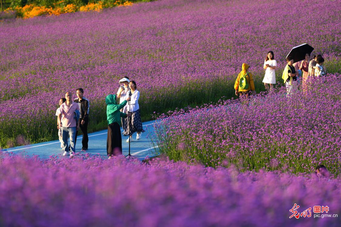 Tourists enjoy grass skiing at mountain resort in C China's Hubei Tourists enjoy grass skiing at mountain resort in C China's Hubei