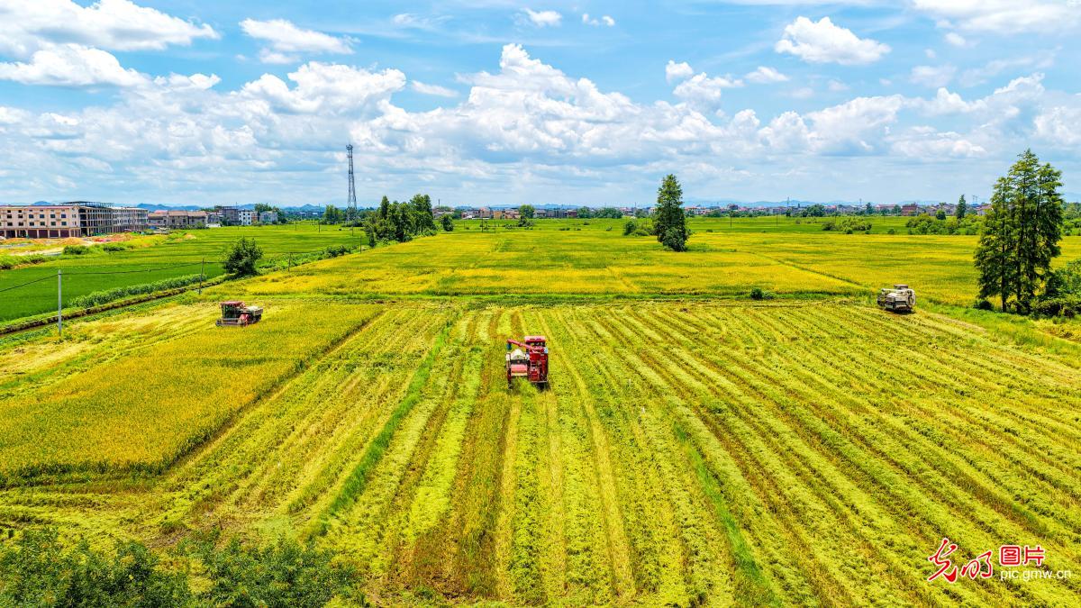 Early rice harvest underway in E China's Jiangxi Early rice harvest underway in E China's Jiangxi