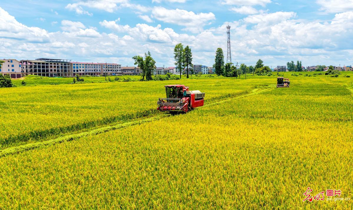 Early rice harvest underway in E China's Jiangxi Early rice harvest underway in E China's Jiangxi
