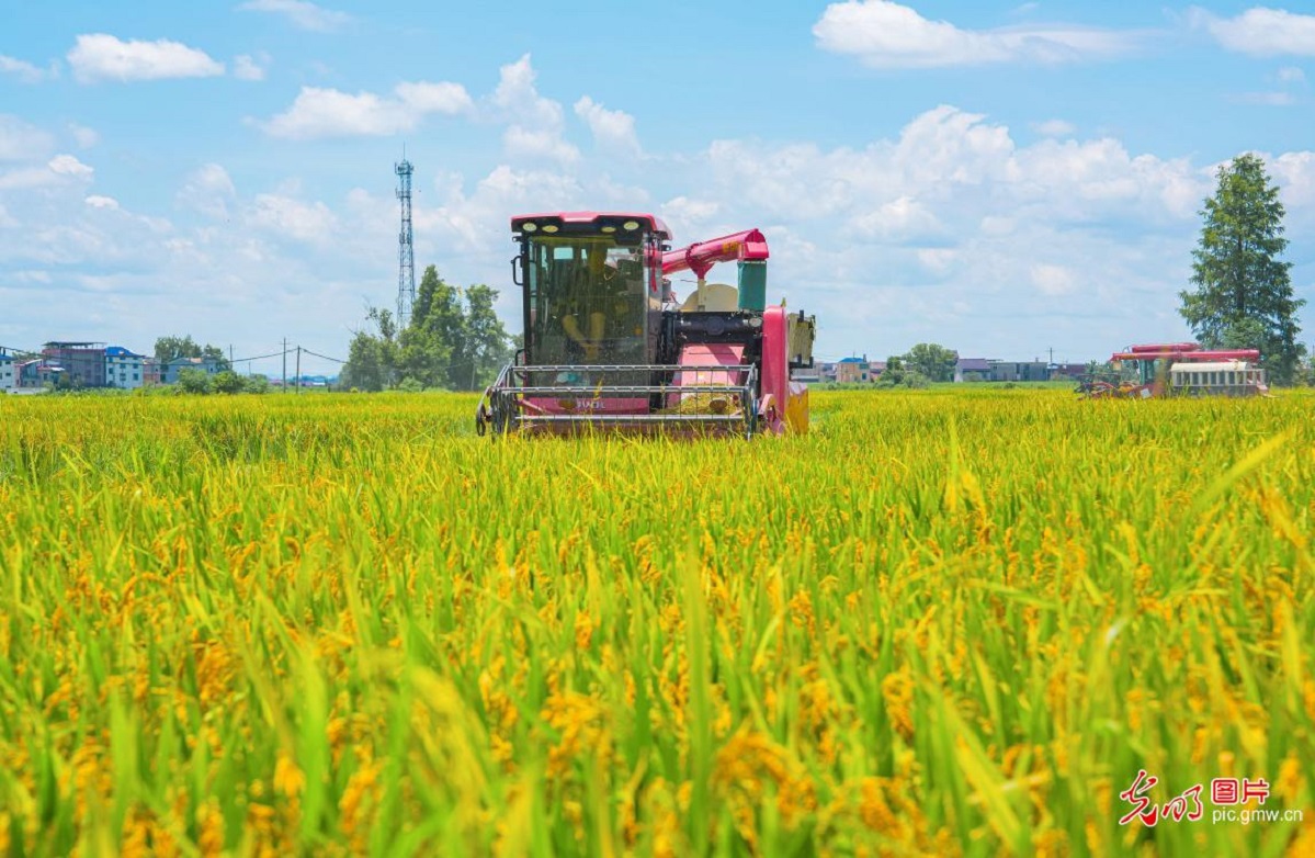 Early rice harvest underway in E China's Jiangxi Early rice harvest underway in E China's Jiangxi