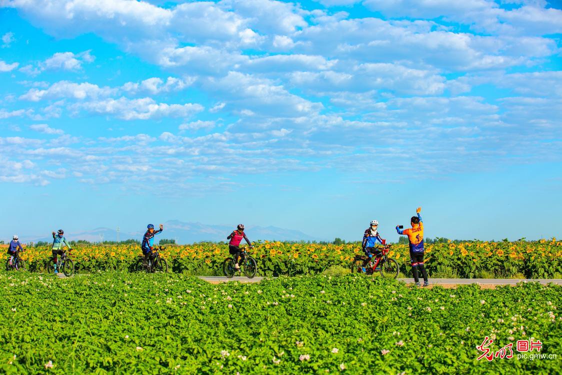 Cyclists enjoy blooming sunflower fields in NW China's Gansu Cyclists enjoy blooming sunflower fields in NW China's Gansu