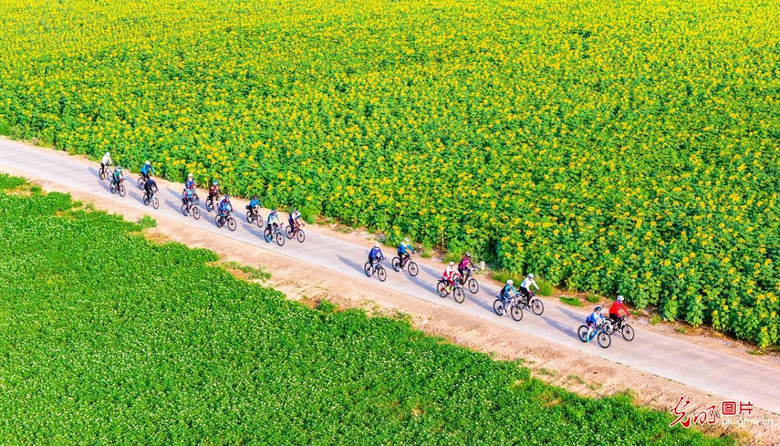 Cyclists enjoy blooming sunflower fields in NW China's Gansu Cyclists enjoy blooming sunflower fields in NW China's Gansu