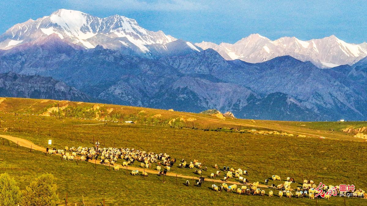 Morning light unveils the beauty of Xiaritala Grassland in NW China's Gansu