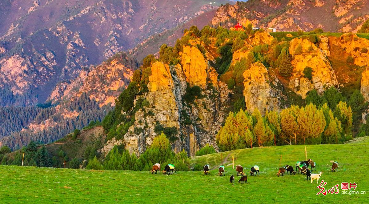 Morning light unveils the beauty of Xiaritala Grassland in NW China's Gansu