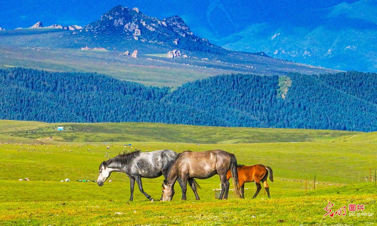 Morning light unveils the beauty of Xiaritala Grassland in NW China's Gansu