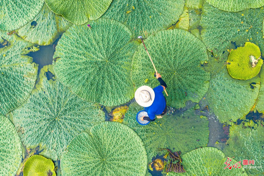 Farmers across China race against time during summer farming season Farmers across China race against time during summer farming season