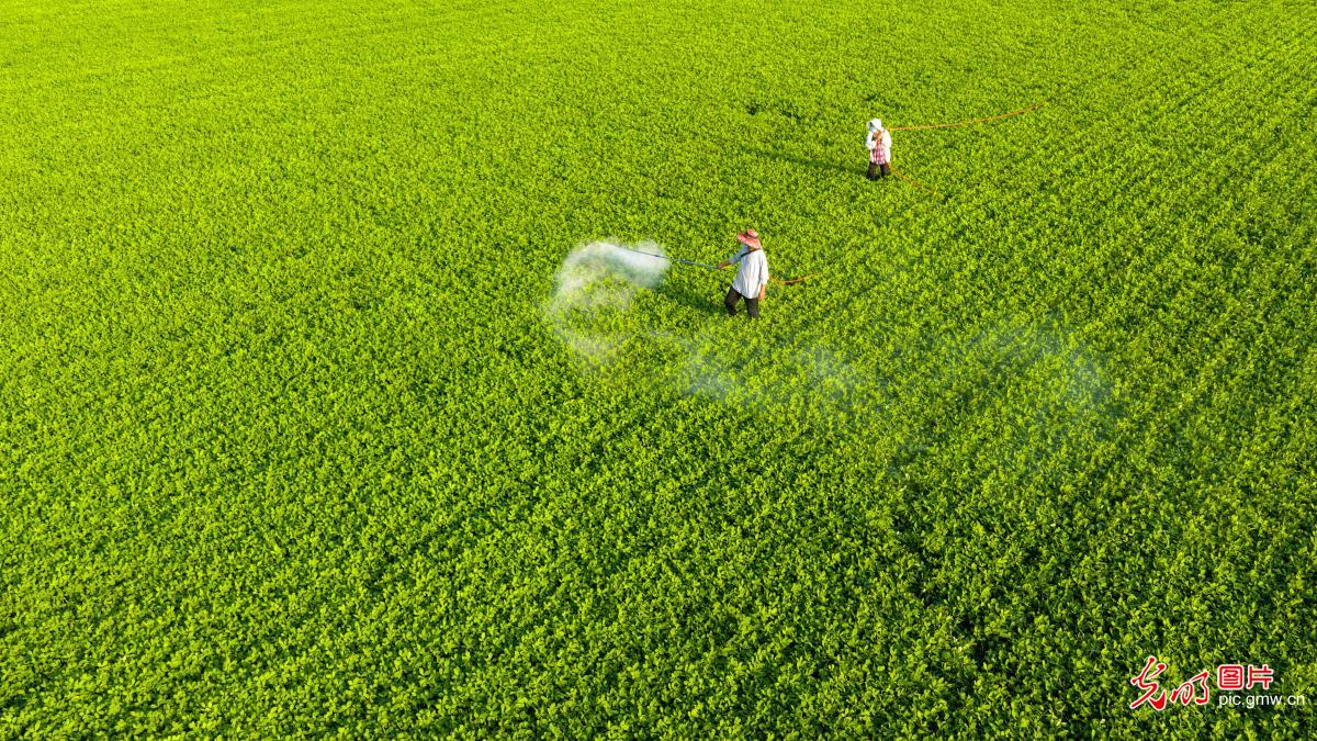 Farmers across China race against time during summer farming season Farmers across China race against time during summer farming season
