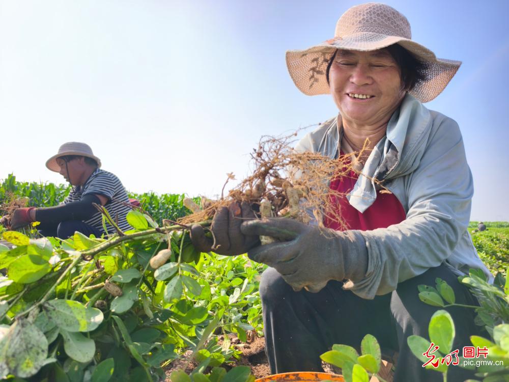 Farmers across China race against time during summer farming season Farmers across China race against time during summer farming season