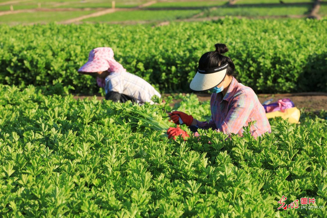 Farmers across China race against time during summer farming season Farmers across China race against time during summer farming season