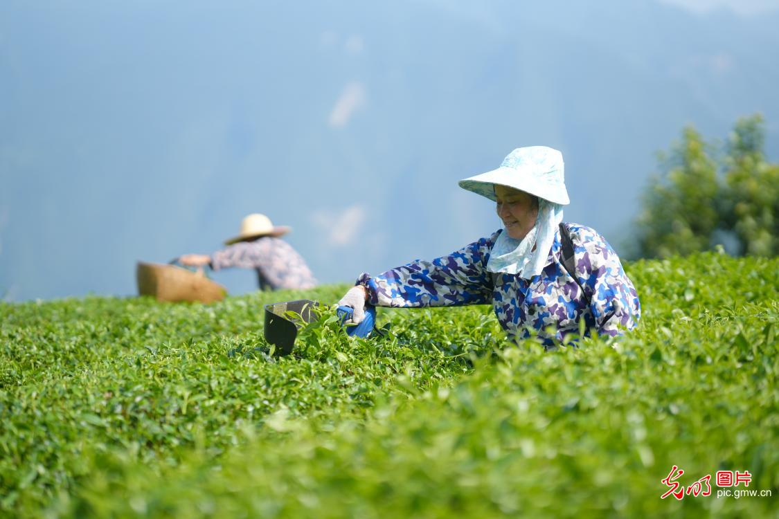 Farmers across China race against time during summer farming season Farmers across China race against time during summer farming season