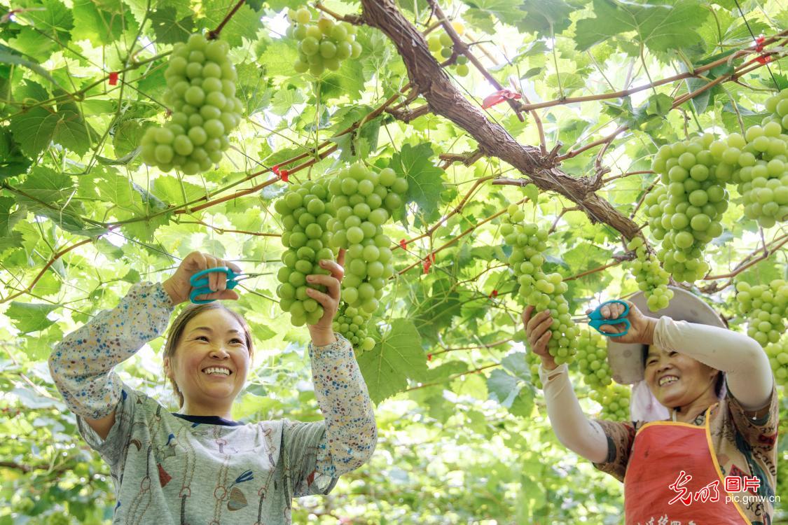 Farmers across China race against time during summer farming season Farmers across China race against time during summer farming season