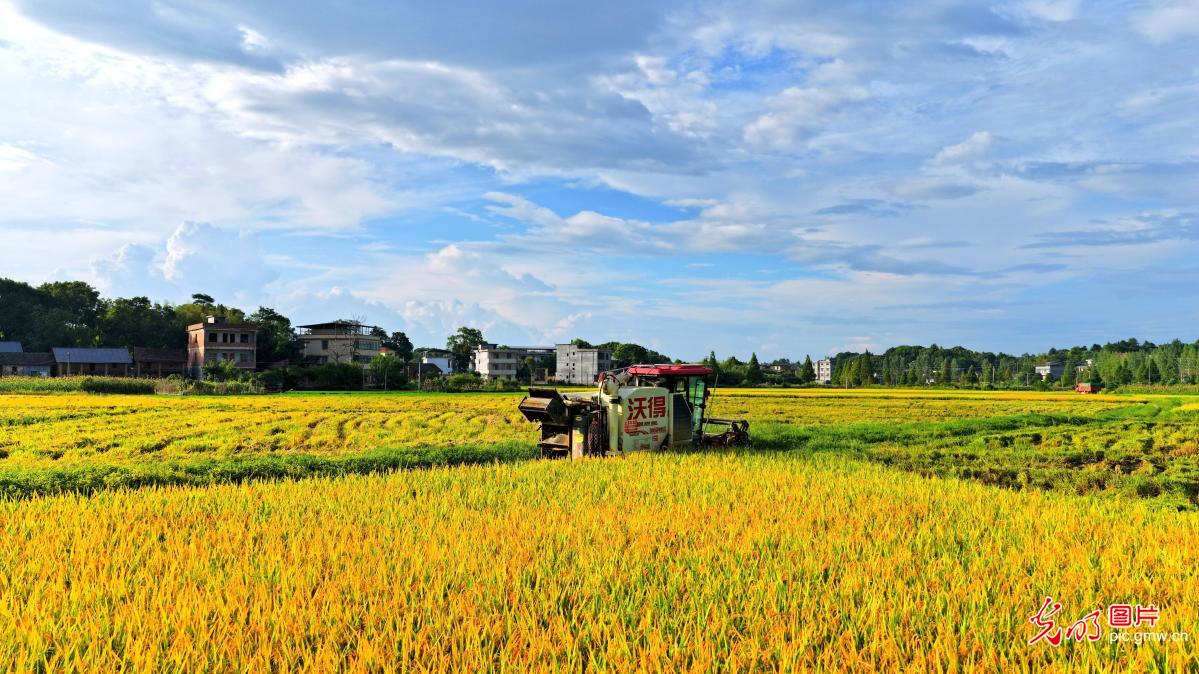 Farmers across China race against time during summer farming season Farmers across China race against time during summer farming season