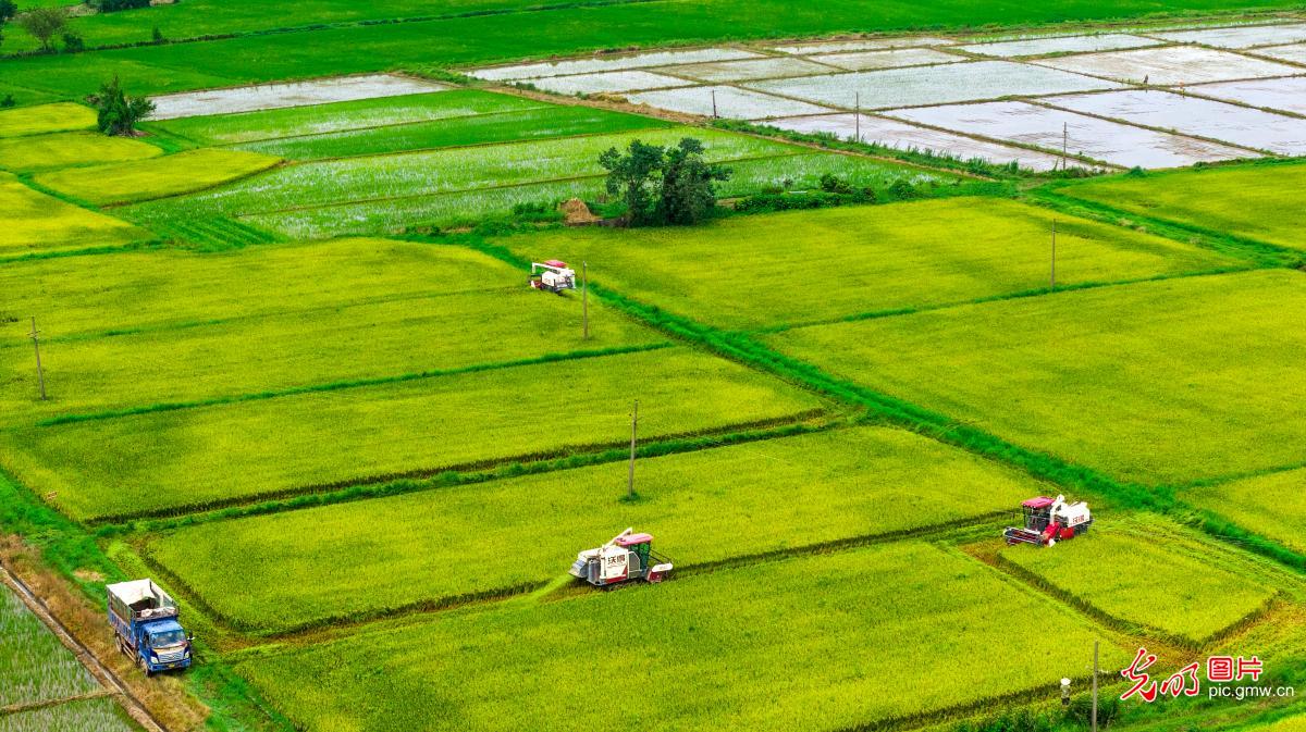 Farmers across China race against time during summer farming season Farmers across China race against time during summer farming season