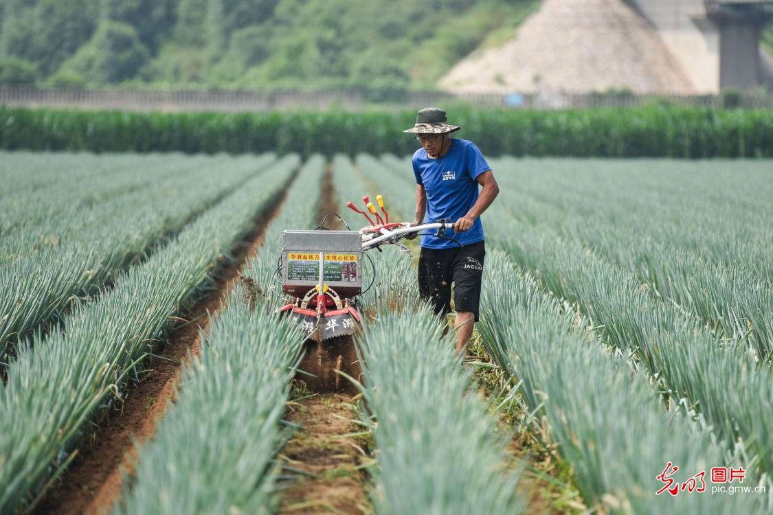 Farmers across China race against time during summer farming season Farmers across China race against time during summer farming season