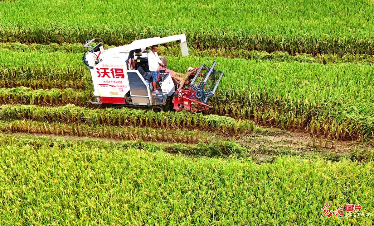 Farmers across China race against time during summer farming season Farmers across China race against time during summer farming season