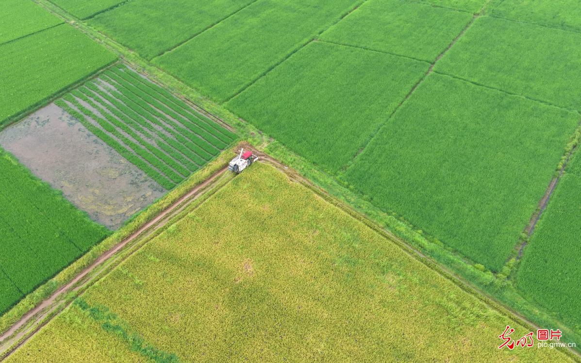 Farmers across China race against time during summer farming season Farmers across China race against time during summer farming season