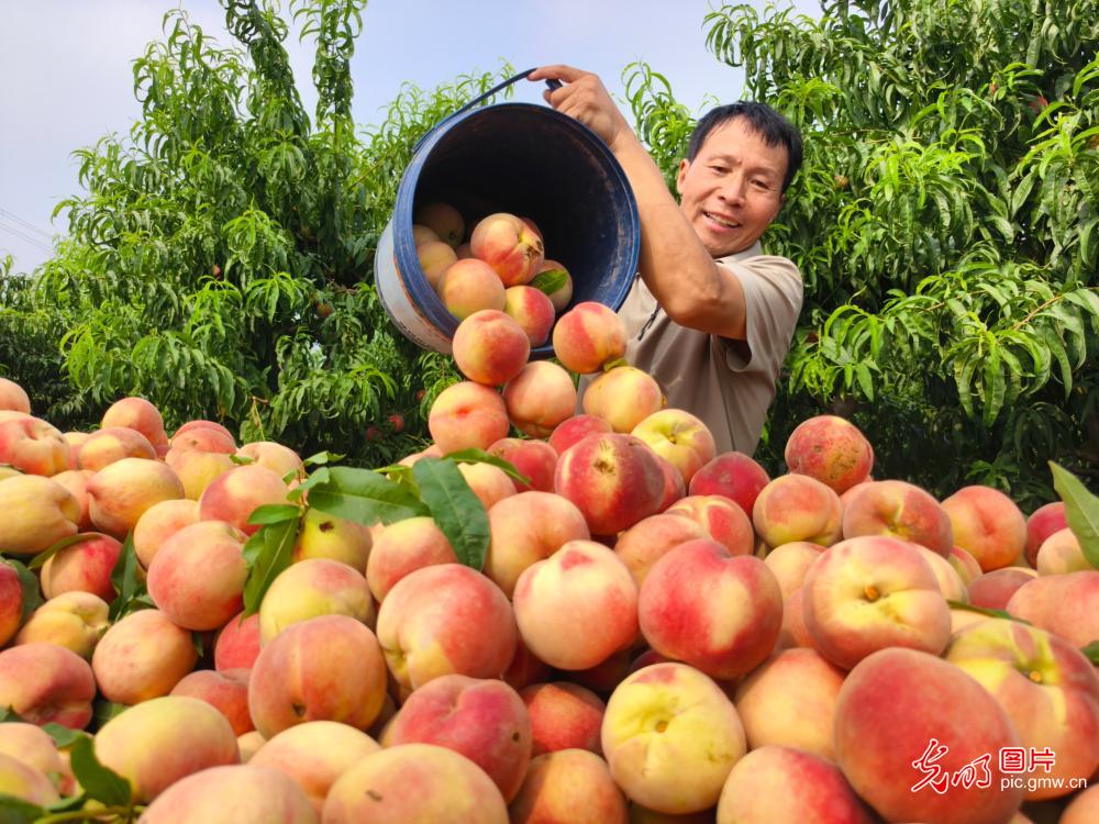 Farmers across China race against time during summer farming season Farmers across China race against time during summer farming season