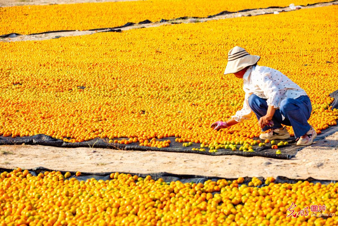 Villagers dry Li Guang apricots in NW China's Gansu