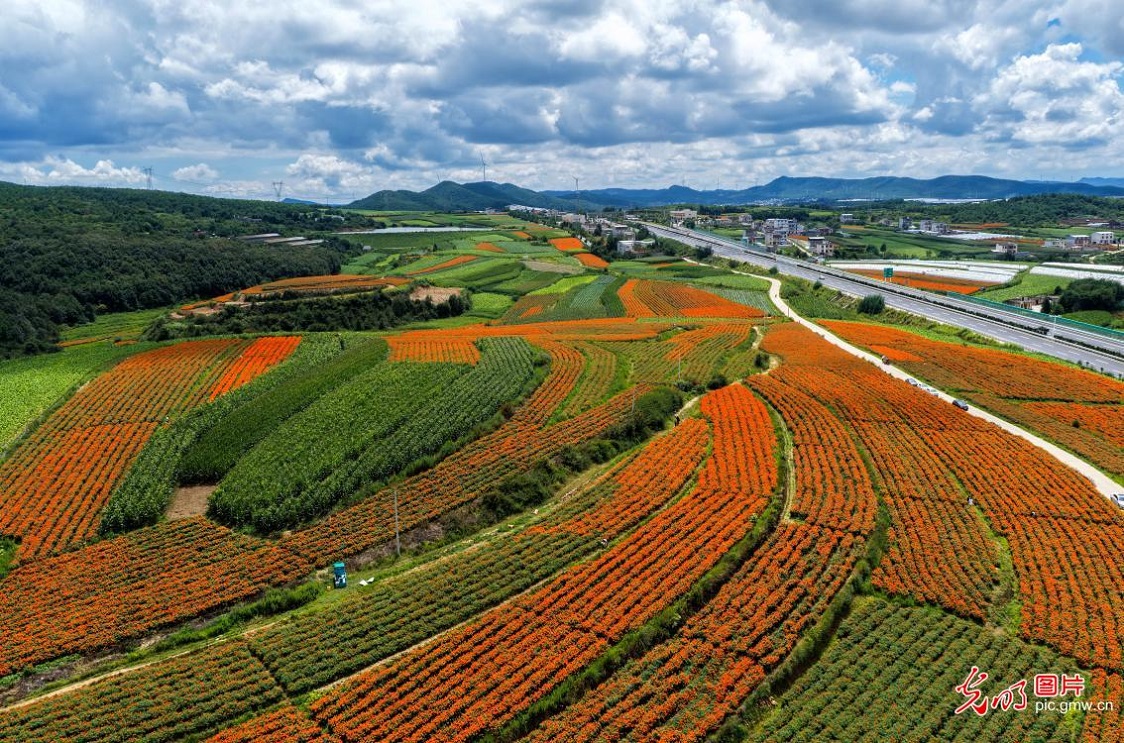 Blooming marigolds paint picturesque summer countryside in SW China's Yunnan Blooming marigolds paint picturesque summer countryside in SW China's Yunnan