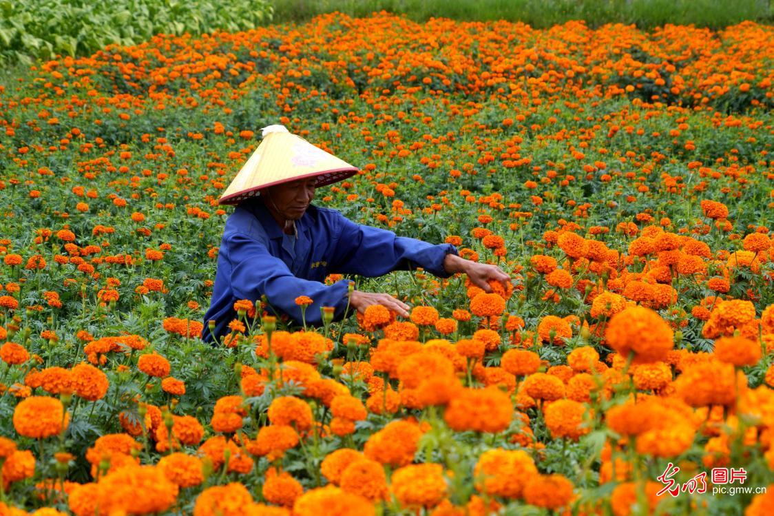 Blooming marigolds paint picturesque summer countryside in SW China's Yunnan Blooming marigolds paint picturesque summer countryside in SW China's Yunnan