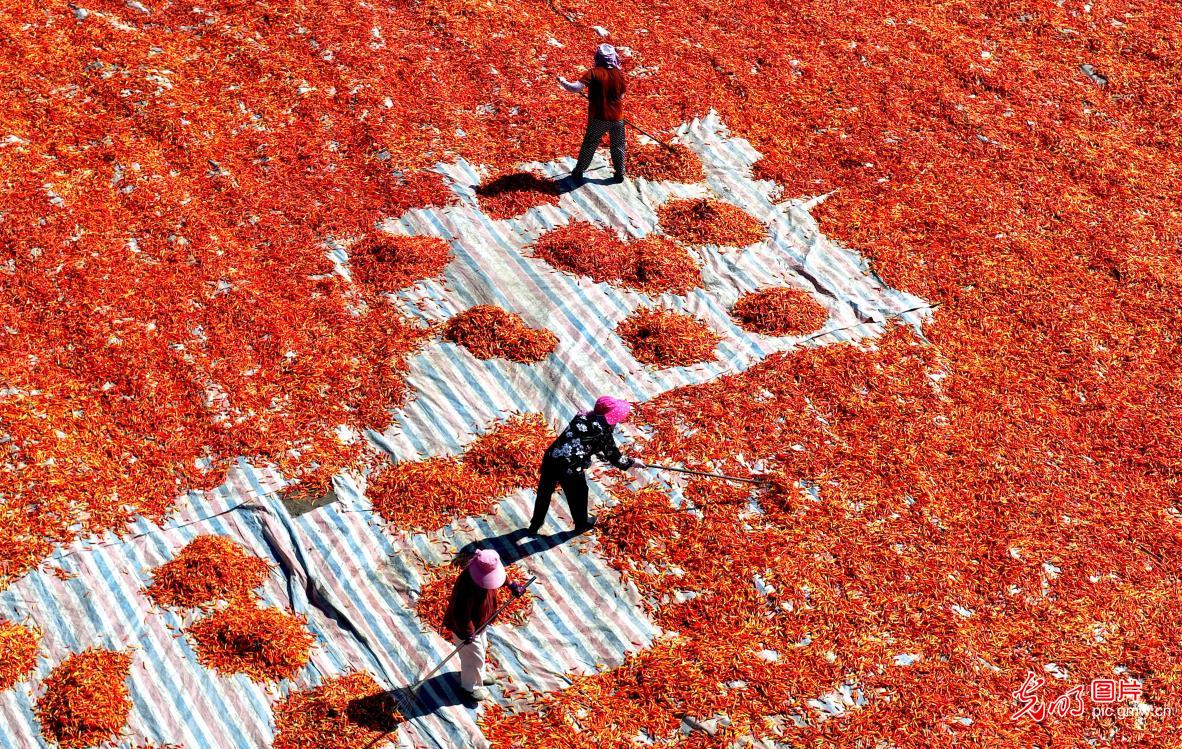 Chili pepper harvest gets underway in E China's Anhui Chili pepper harvest gets underway in E China's Anhui