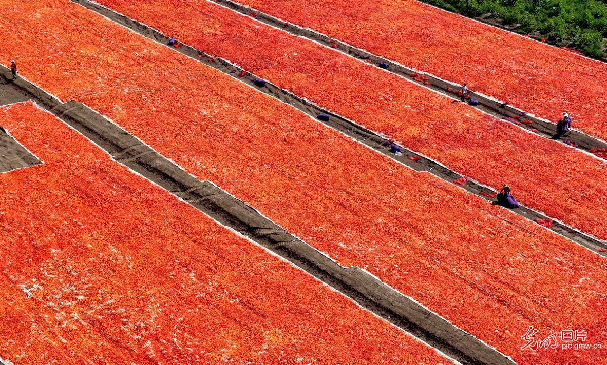 Chili pepper harvest gets underway in E China's Anhui Chili pepper harvest gets underway in E China's Anhui