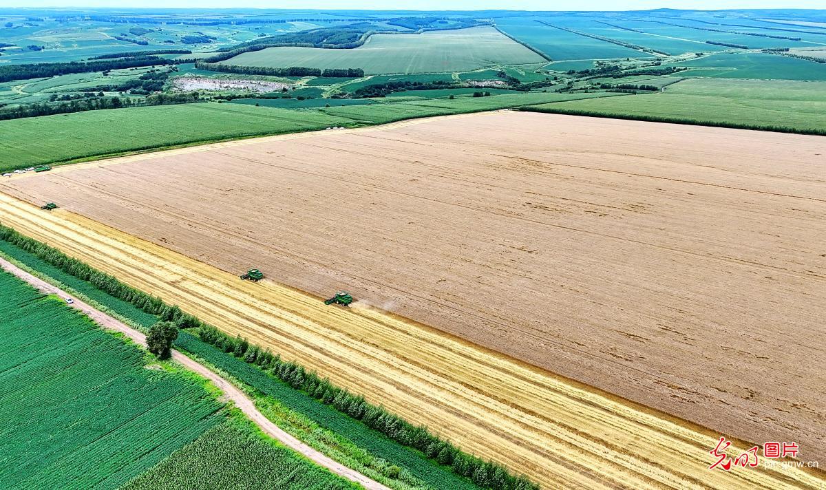 Golden wheat harvest sweeps Heilongjiang farmland