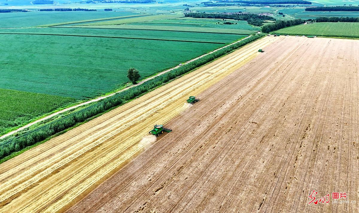 Golden wheat harvest sweeps Heilongjiang farmland