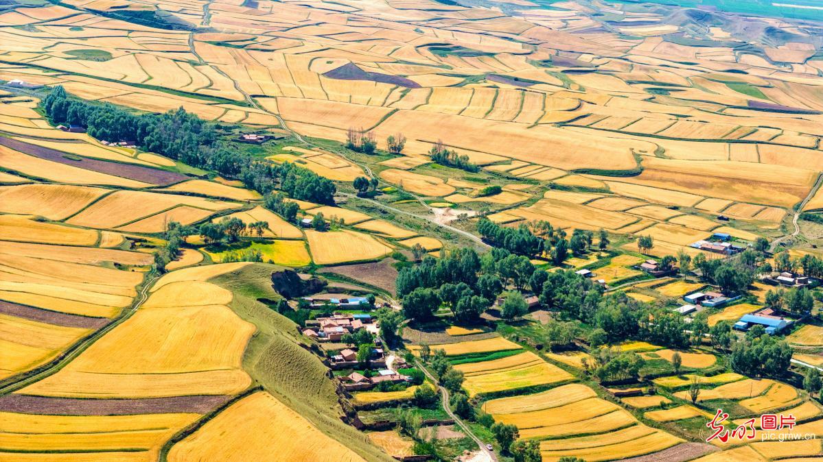 Picturesque early autumn rural scenery in NW China's Gansu