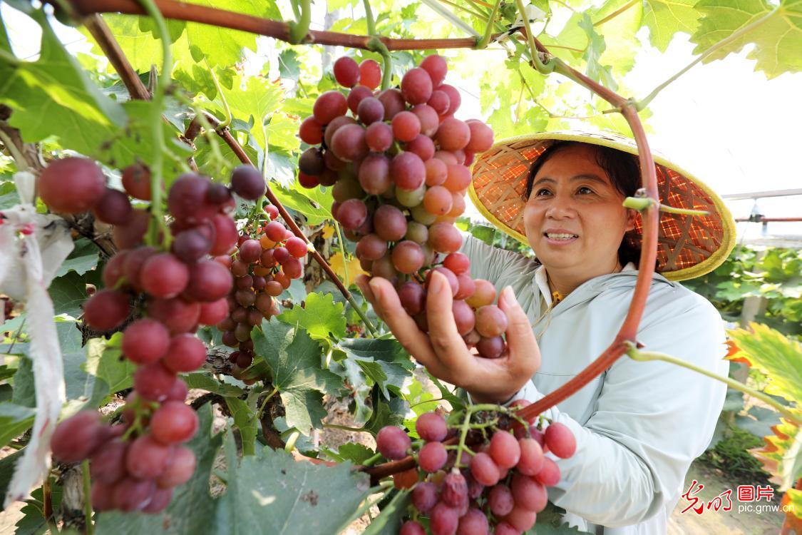 Ripe grapes bring harvest joy to Huaibei, E China's Anhui