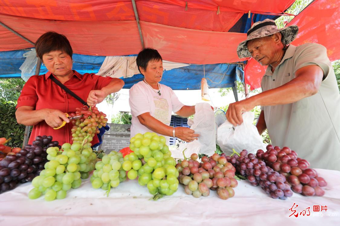 Ripe grapes bring harvest joy to Huaibei, E China's Anhui