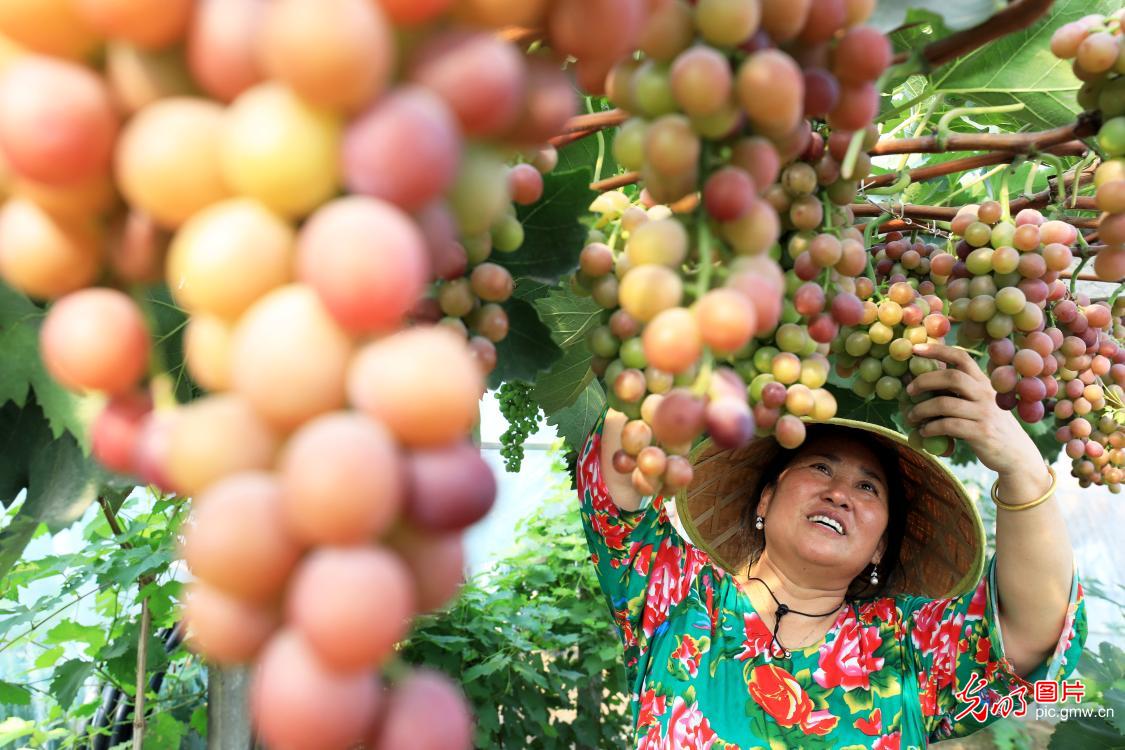 Ripe grapes bring harvest joy to Huaibei, E China's Anhui