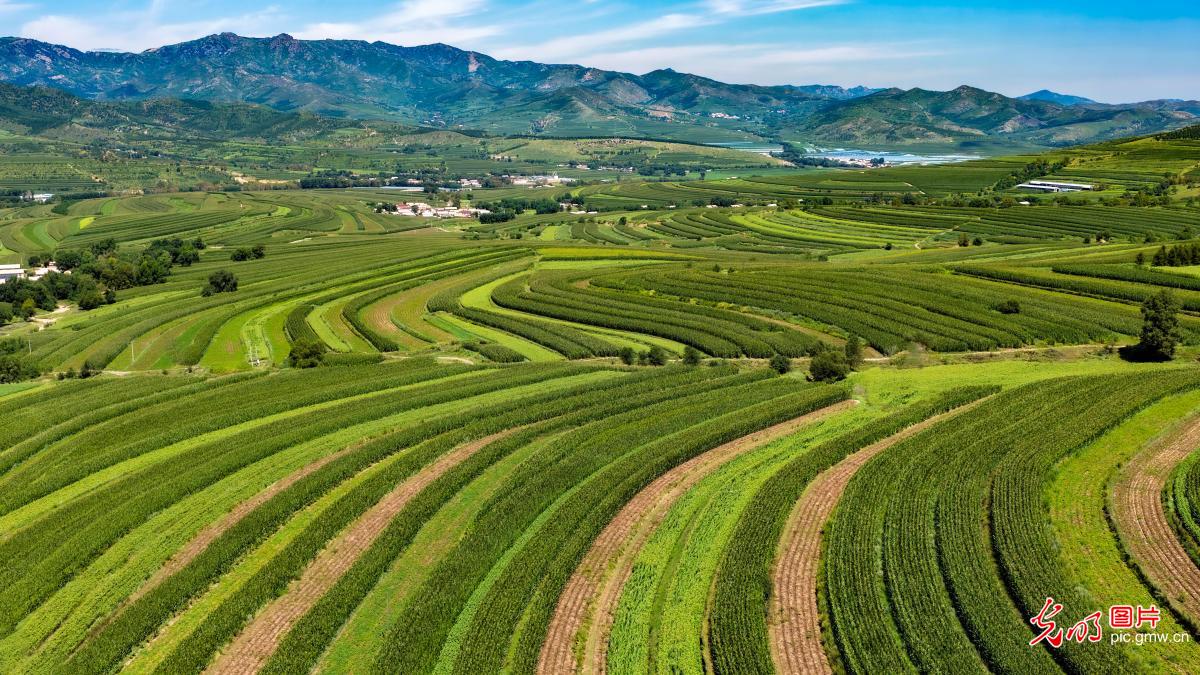 Autumn scenery in Chifeng City, N China's Inner Mongolia