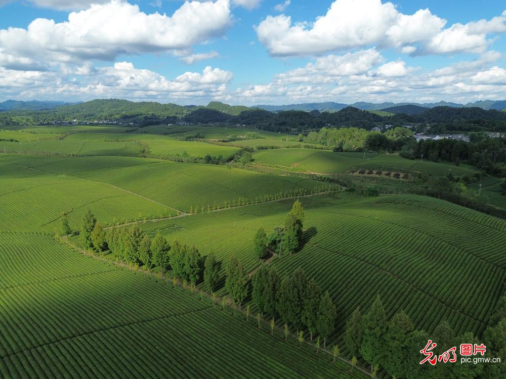Lush tea plantations paint a picturesque landscape in SW China's Guizhou