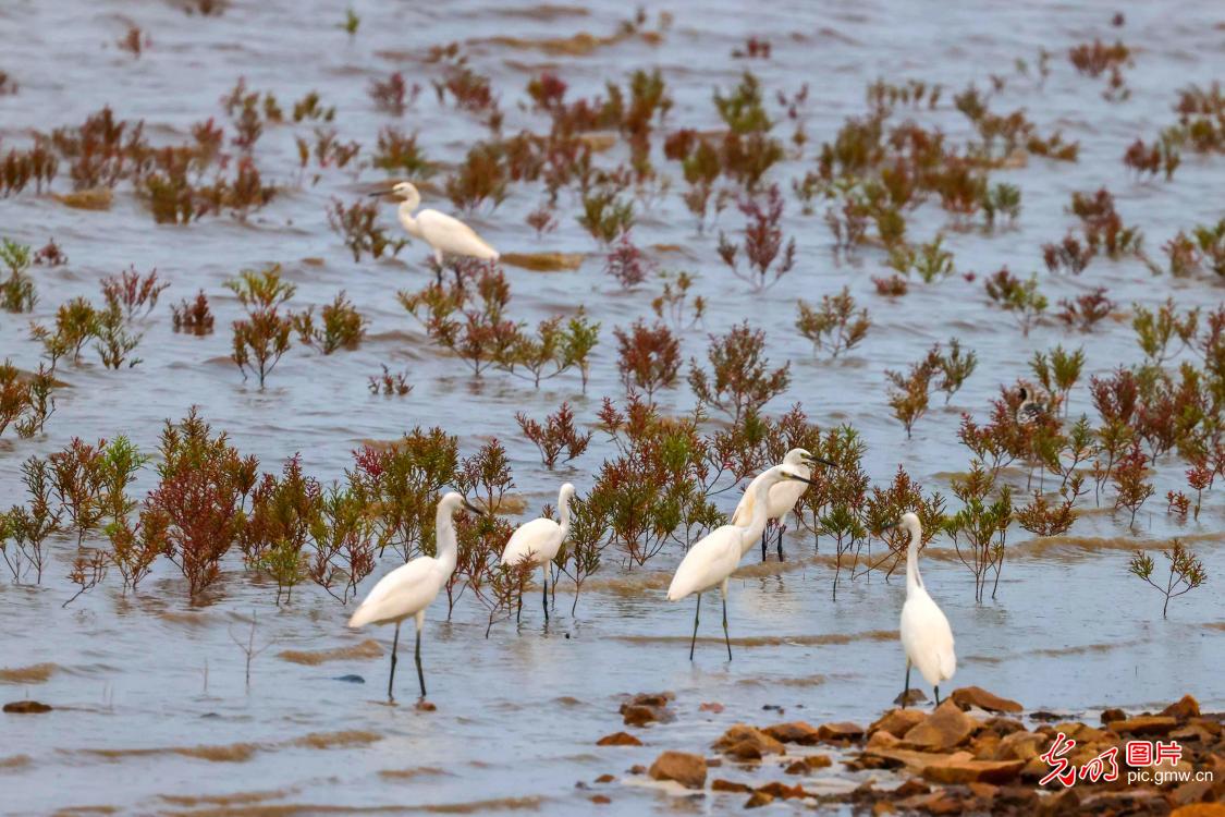Vibrant red beach creates stunning ecological scene in E China's Shandong Vibrant red beach creates stunning ecological scene in E China's Shandong