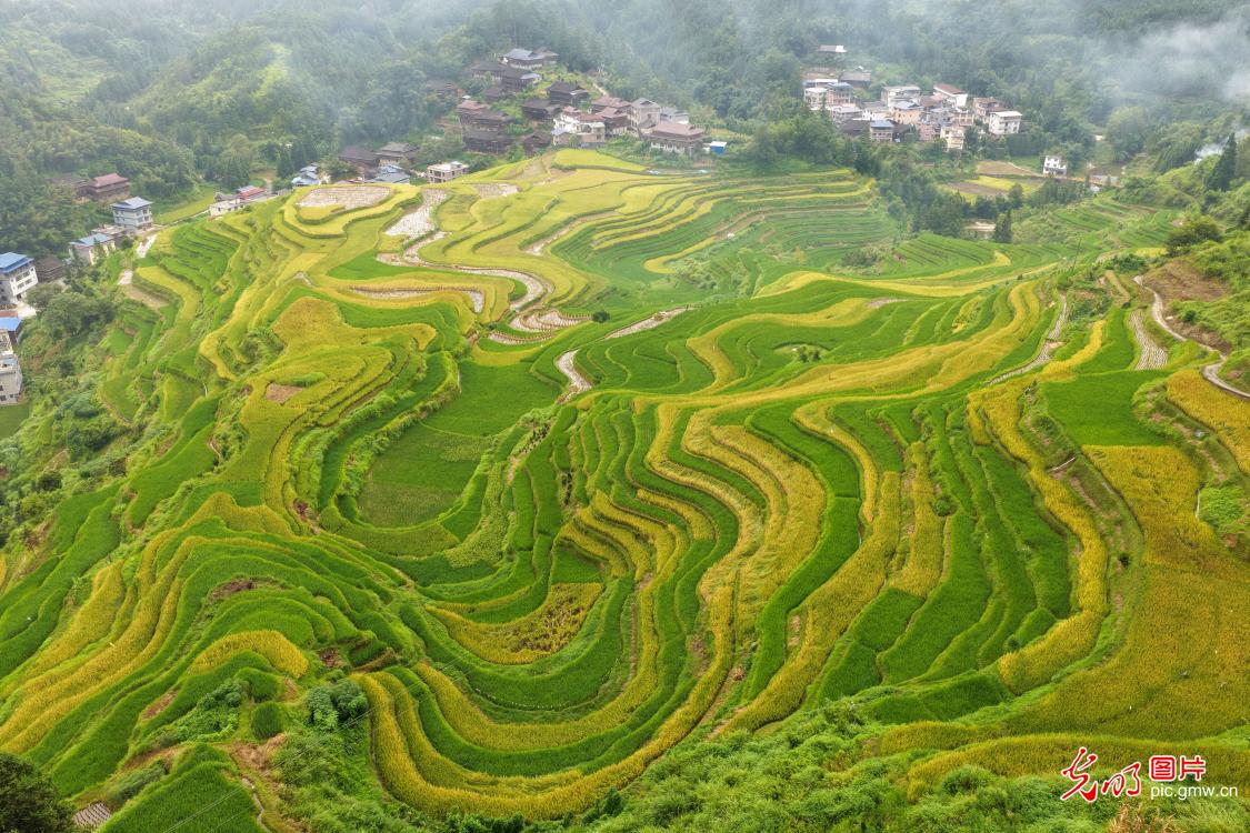 Misty rice terraces glow golden in S China's Guangxi