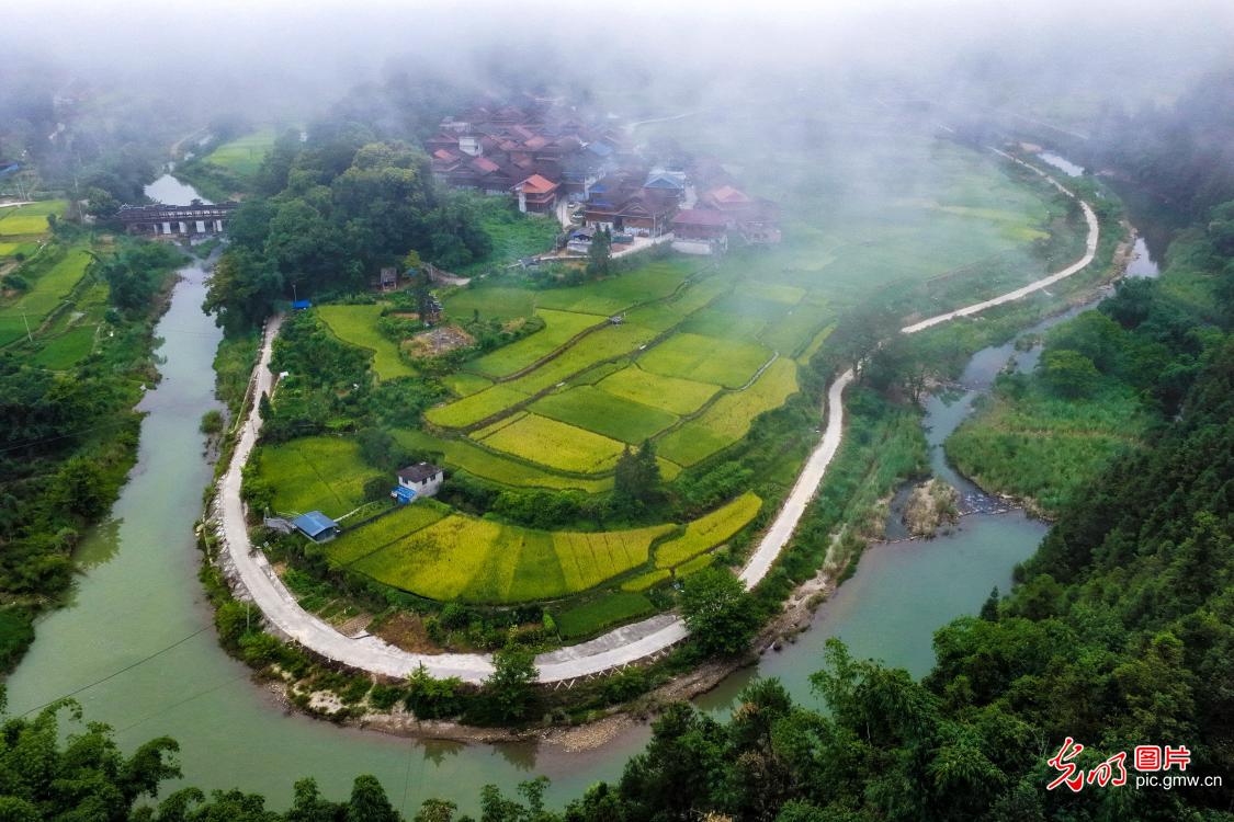 Misty rice terraces glow golden in S China's Guangxi