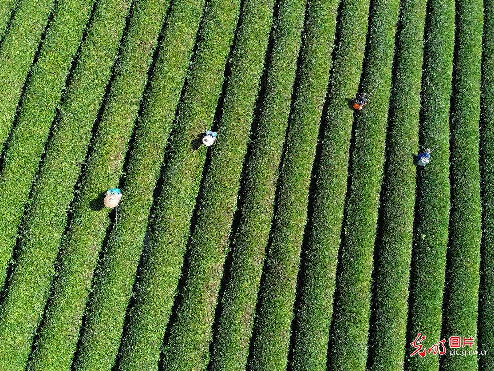 Lush tea plantations paint a picturesque landscape in SW China's Guizhou
