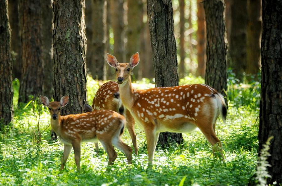 Sika deer herds thrive in NE China's Qiqihar nature reserve
