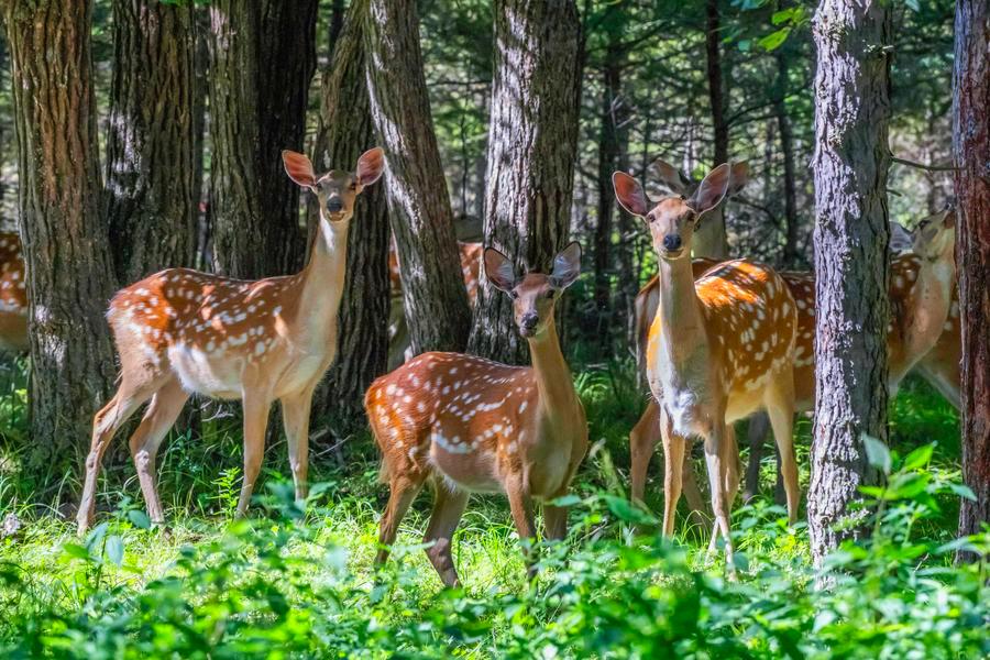 Sika deer herds thrive in NE China's Qiqihar nature reserve