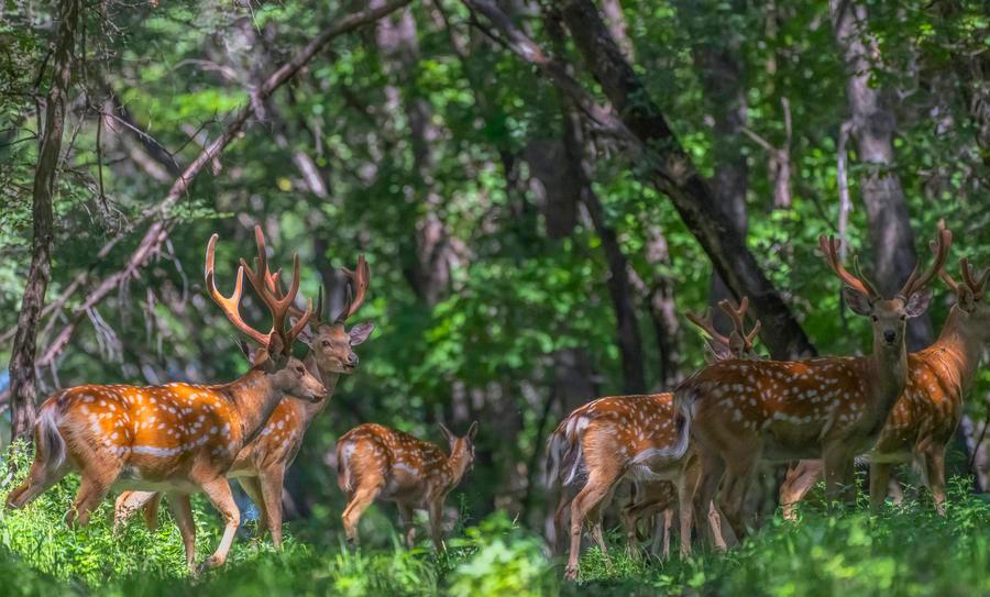 Sika deer herds thrive in NE China's Qiqihar nature reserve